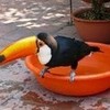 My pet toucan Fidelidade after a bath on our patio :P kakalover photo