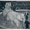 Yul in a circus with Elephants! KingMongkut photo