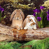  bunnypaublita photo