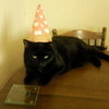 My cat scoobydoo with a party hat on Sexy-emma76 photo
