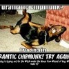Dramatic Dogs always Prevail.  PenelopeWolf1 photo