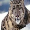 snow leopard gatoman62 photo
