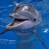 a baby dolphin hazelstar1 photo