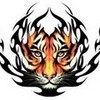 i love tigers lloonny photo