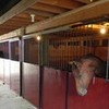 Candy sticking her head out of her stall. (these are my Auntie Dianes Stables) Emmy808 photo
