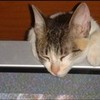 This is our cat, sleeping in the top of our television. imskipper photo