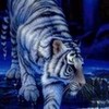 Blue tiger Moew13 photo