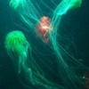 Some Jellyfish zeebem10 photo