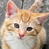 My orange tabby kitten, Oliver! =D KeikoJ photo