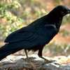 Raven are so Beautifull..Love it.! K_lleH-Hell_k photo