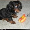 I Has A Hotdog puppy edwardshrules photo