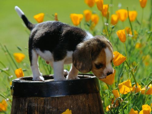  Cute beagles
