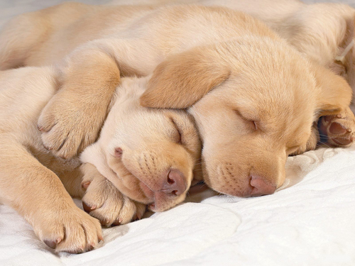  Cute puppies in hug