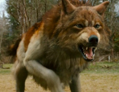 Jacob, wolf form