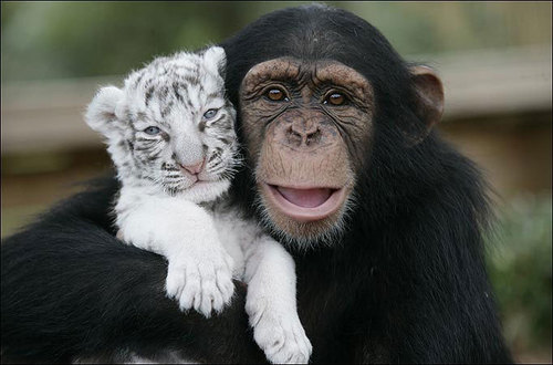  Monkey and litlle tiger. So cute :)