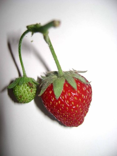  Strawberries :D