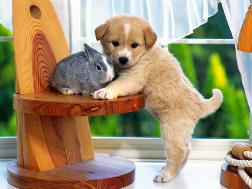  Sweet puppy with bunny