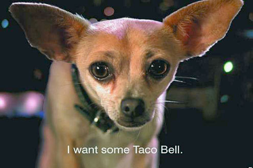 Taco Bell Chihuahua 