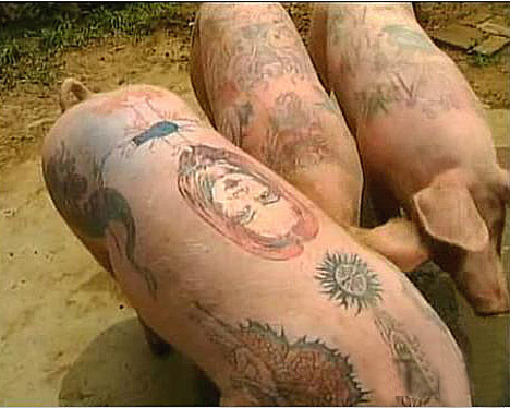  Tattooed Pigs