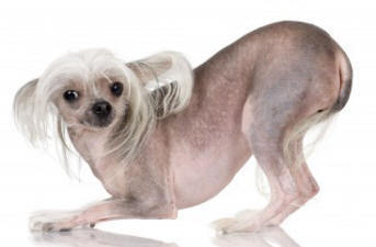 Cheeky Chinese Crested