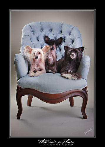  Chinese Crested Family Portrait