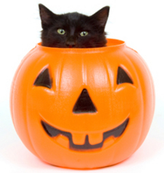  Halloween black cat image
