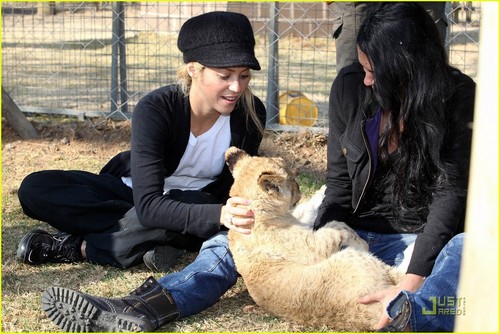  Shakira Gives Lions Share Of Amore