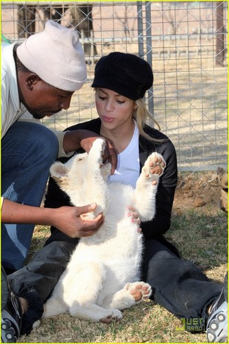 shakira Gives Lions Share Of amor