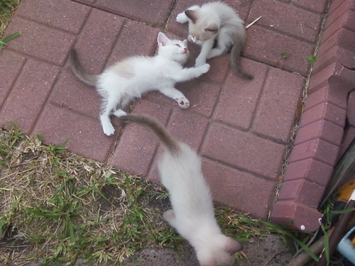 my kittens playing
