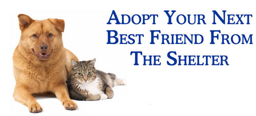 Adopt your next best friend 