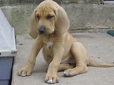  Bloodhound कुत्ते का बच्चा, पिल्ला