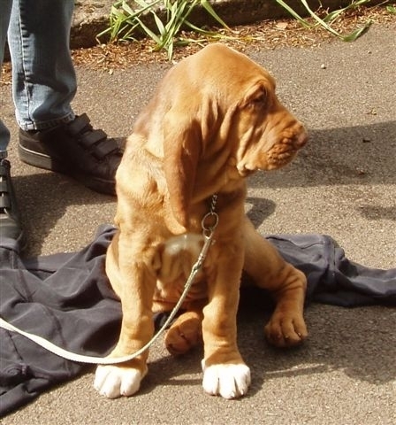  Bloodhound perrito, cachorro