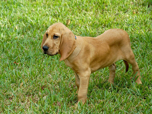  Bloodhound chiot