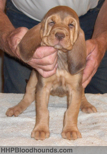  Bloodhound anak anjing, anjing
