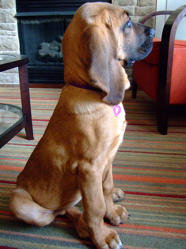  Bloodhound chiot