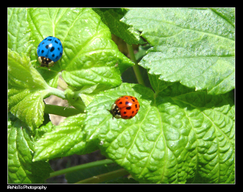  Blue and red ladybirds