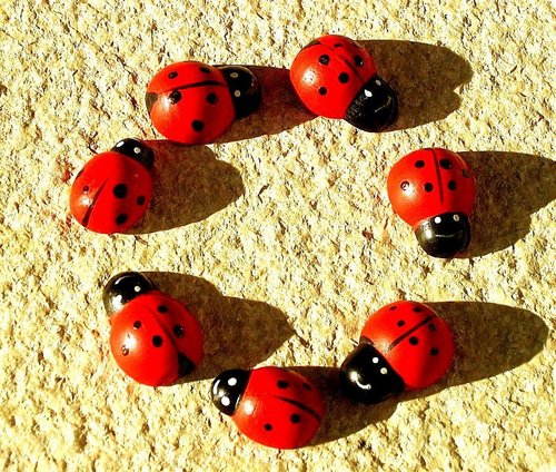 Circle of ladybugs