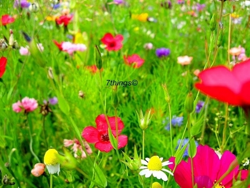  Fields of Цветы 7things©