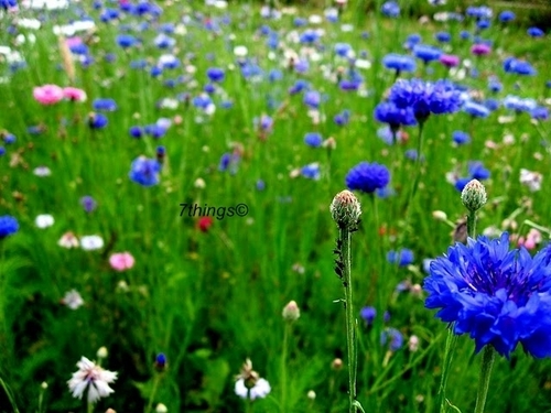  Fields of Цветы 7things©