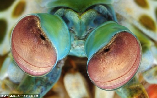  Mantis gamberetto, gamberetti Eyes