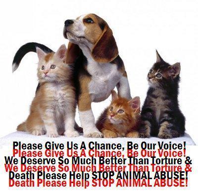  STOP ANIMAL ABUSE NOW !!