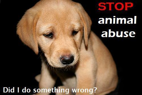  STOP ANIMAL ABUSE NOW !!