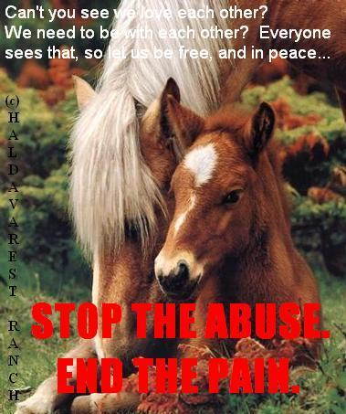  STOP ANIMAL ABUSE NOW