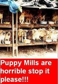 Stop Puppy Mills :(