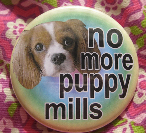  Stop cachorro, filhote de cachorro Mills :(