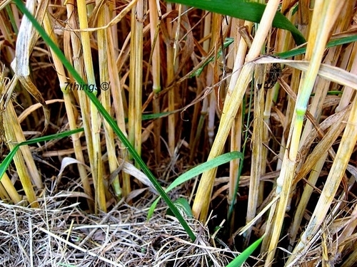  Wheat Fields 7things©