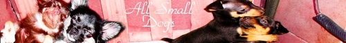 All Small Dogs Banner