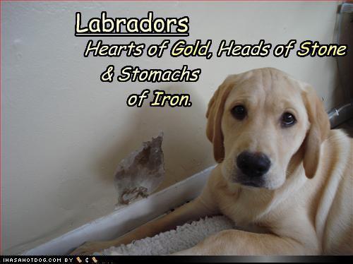  Cute Labrador :)