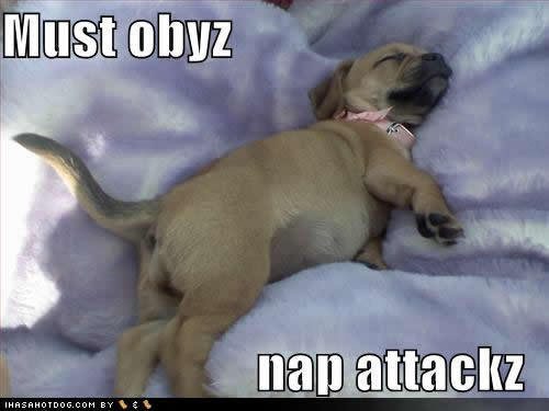  Must obey...Nap attack :)