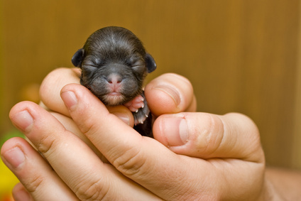  Newborn rottweiler perrito, cachorro